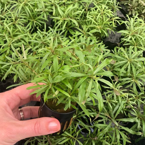 Pogostemon octopus in pot